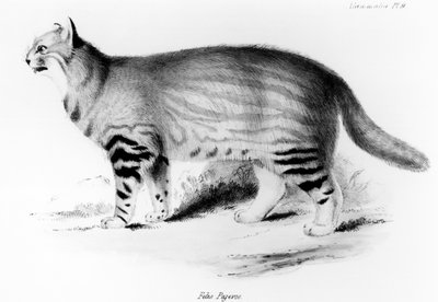 Felis Pajeros, tavola 9 da 